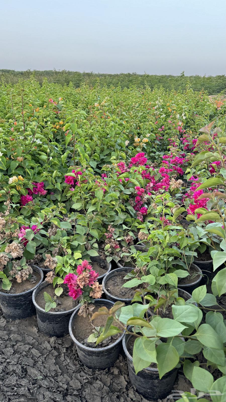 Future Vision Nurseries63068818456962112