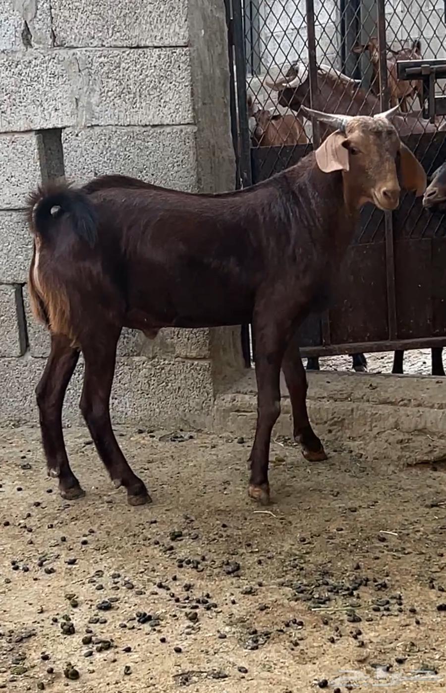 Project Fahl Kafu (Sold)63070950126595116