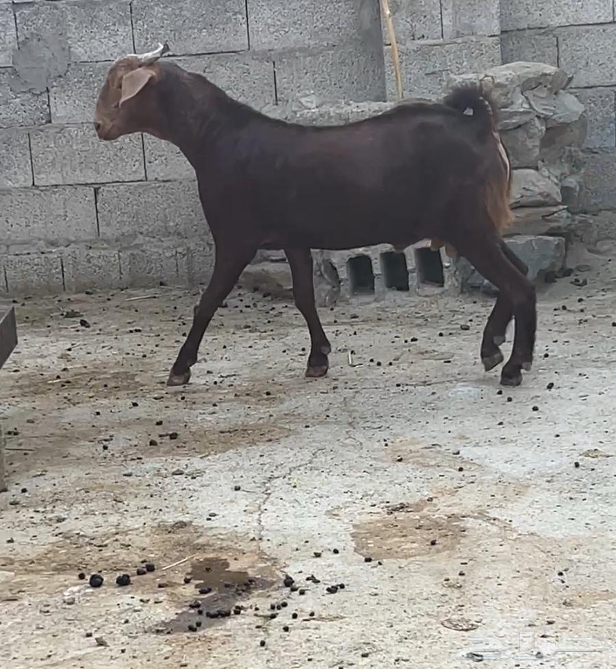 Project Fahl Kafu (Sold)63070950126595111