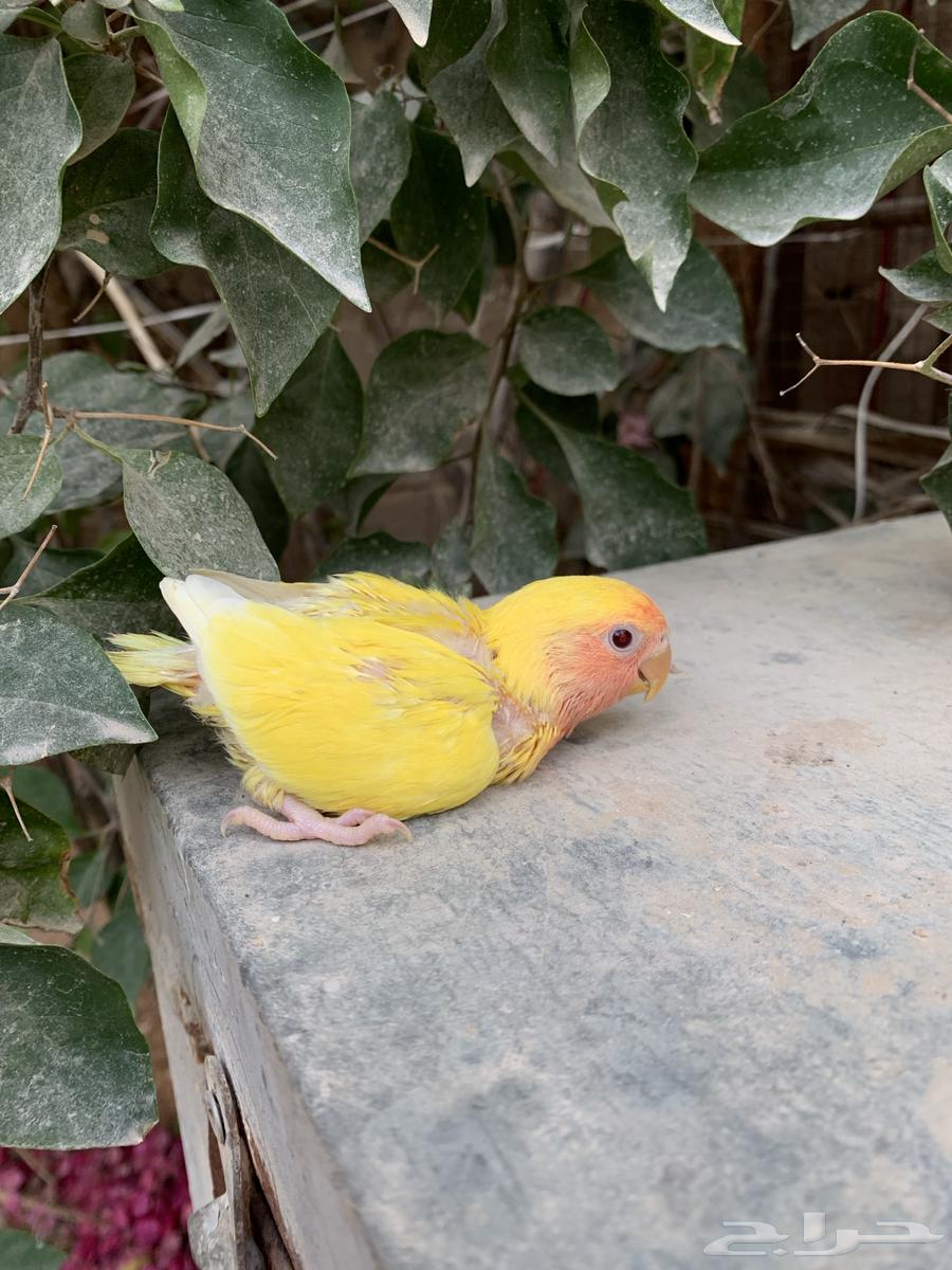 For sale, male rose chicken63070126799234110