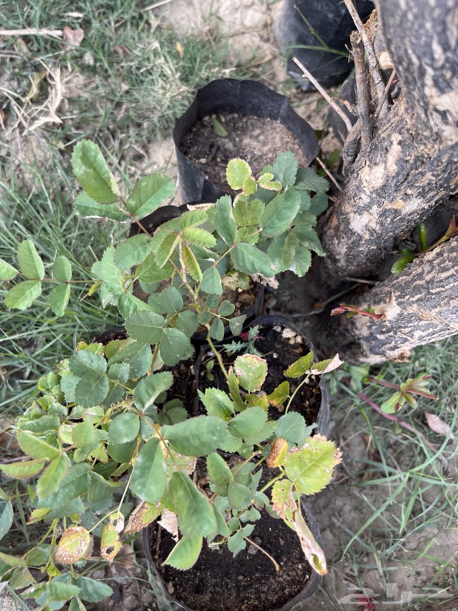 Plants for sale. Masha Allah, Baraka Allahu.63068812542083113