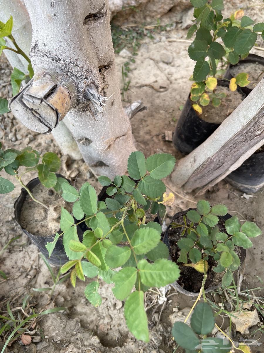Plants for sale. Masha Allah, Baraka Allahu.63068812542083114
