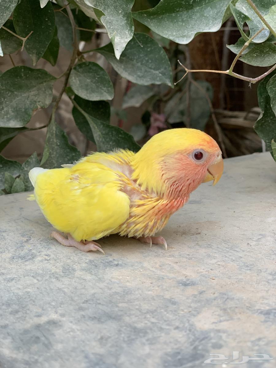للبيع فرخ روز غر63070126799234112