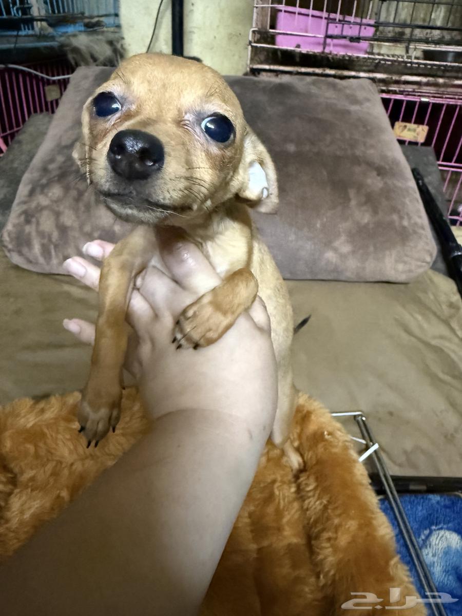 Chihuahua Puppies Small Size63068790185347113