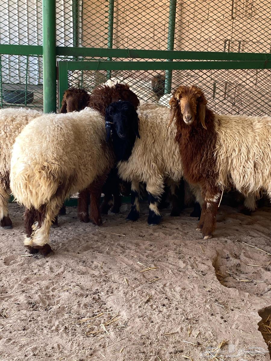 The tag for viewing and selling and buying livestock63070535176579114