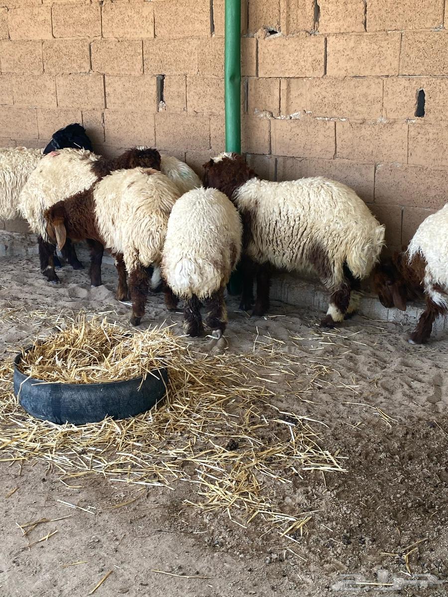 The tag for viewing and selling and buying livestock63070535176579111