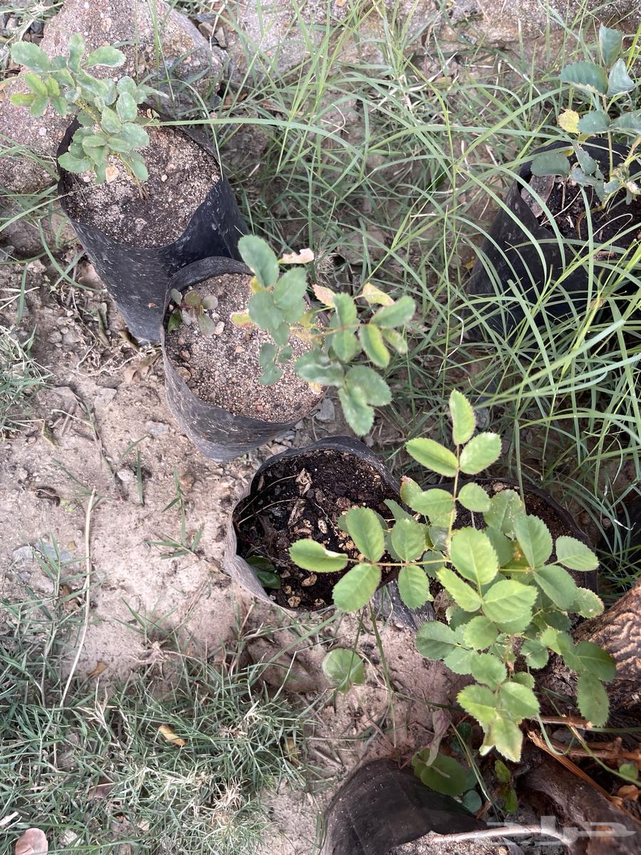 Plants for sale. Masha Allah, Baraka Allahu.63068812542083111