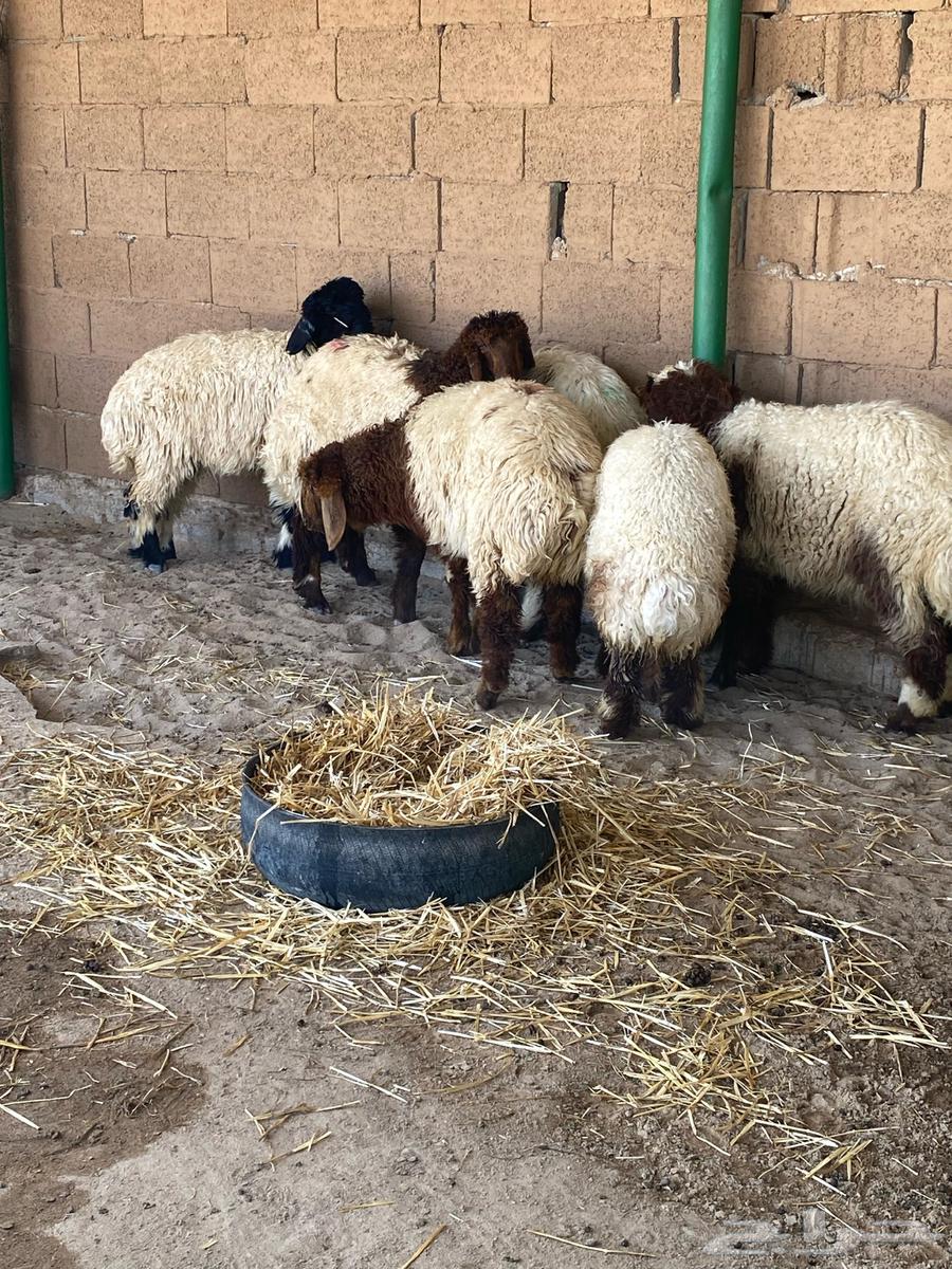 The tag for viewing and selling and buying livestock630705351765791127
