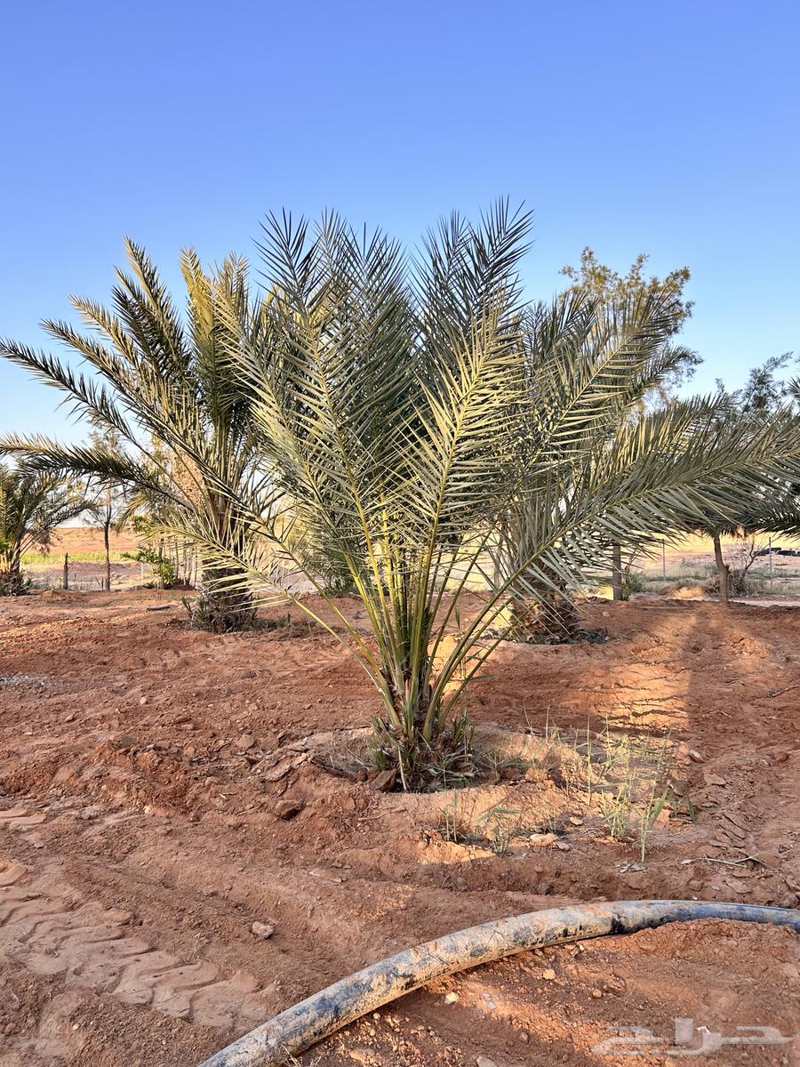 Palm trees for sale, cultivation over 4 years63068392521603111