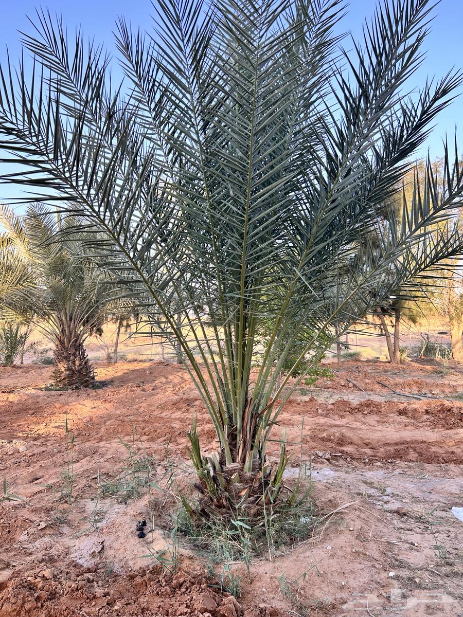 Palm trees for sale, cultivation over 4 years630683925216031114