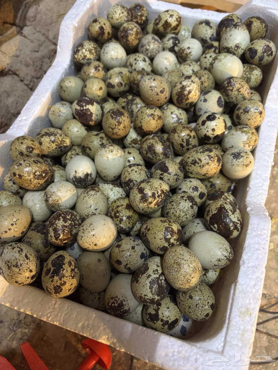 بيض سمان محاكر630683982168331117