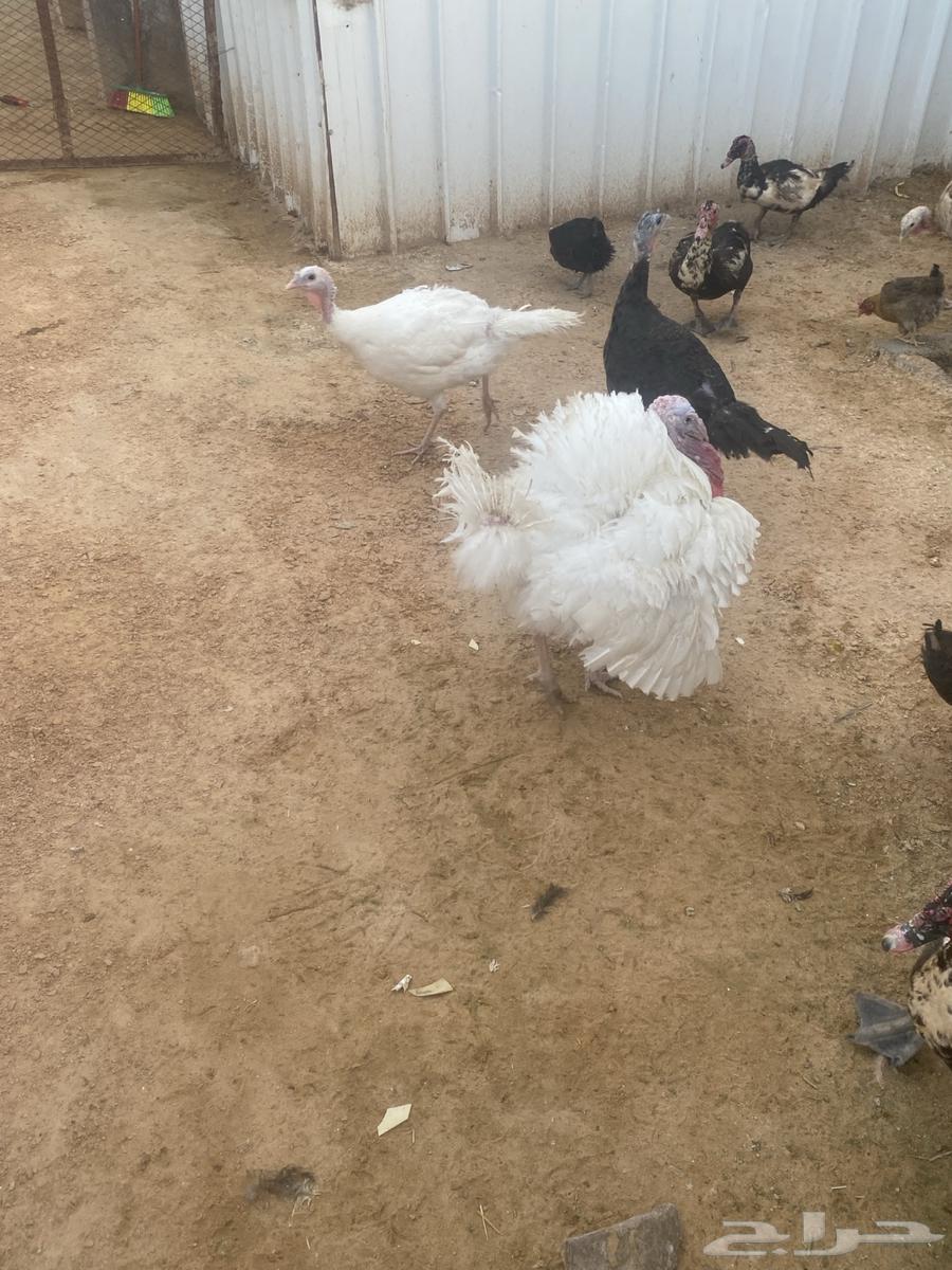 Duck and Roman condition white and product and health 10063067147466755112