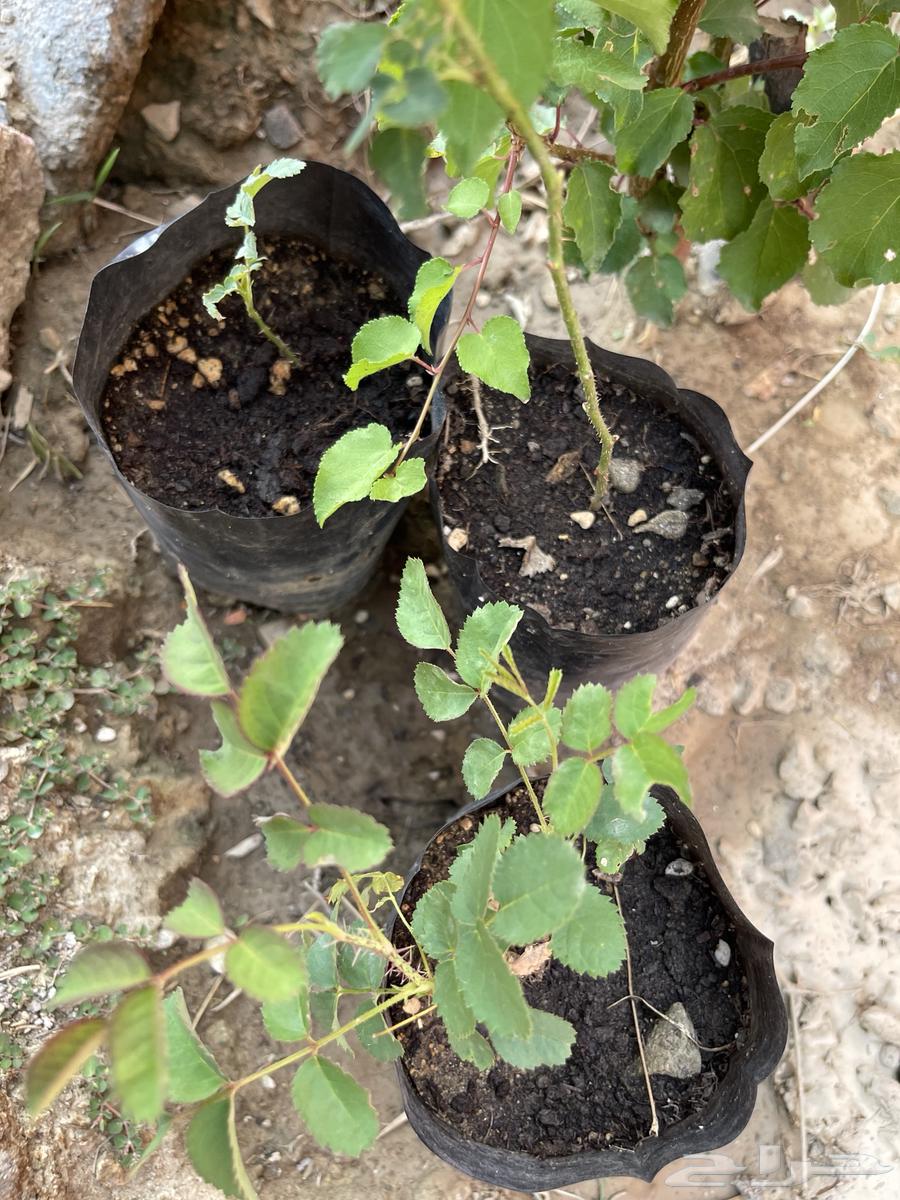 Plants for sale. Masha Allah, Baraka Allahu.630688125420831119