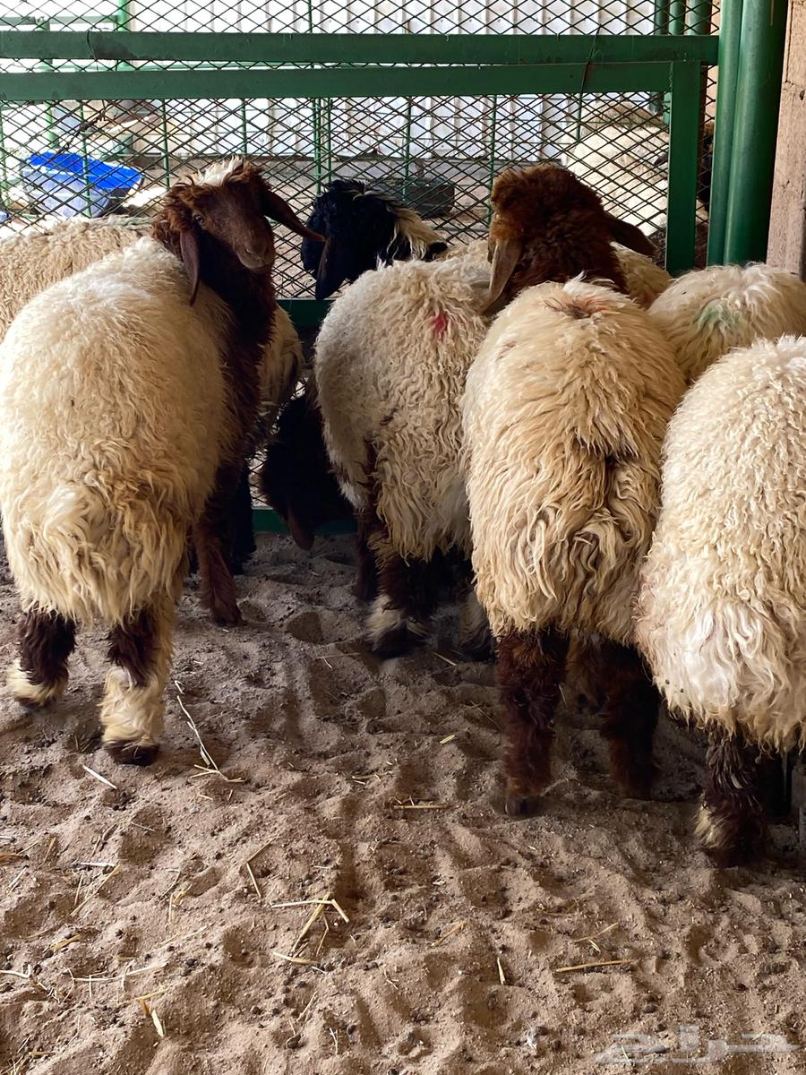 The tag for viewing and selling and buying livestock63070535176579113