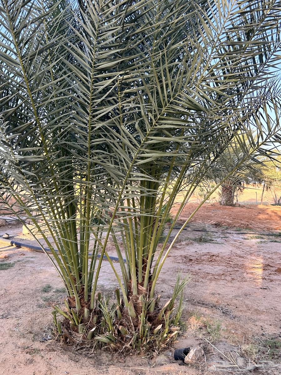 Palm trees for sale, cultivation over 4 years63068392521603112