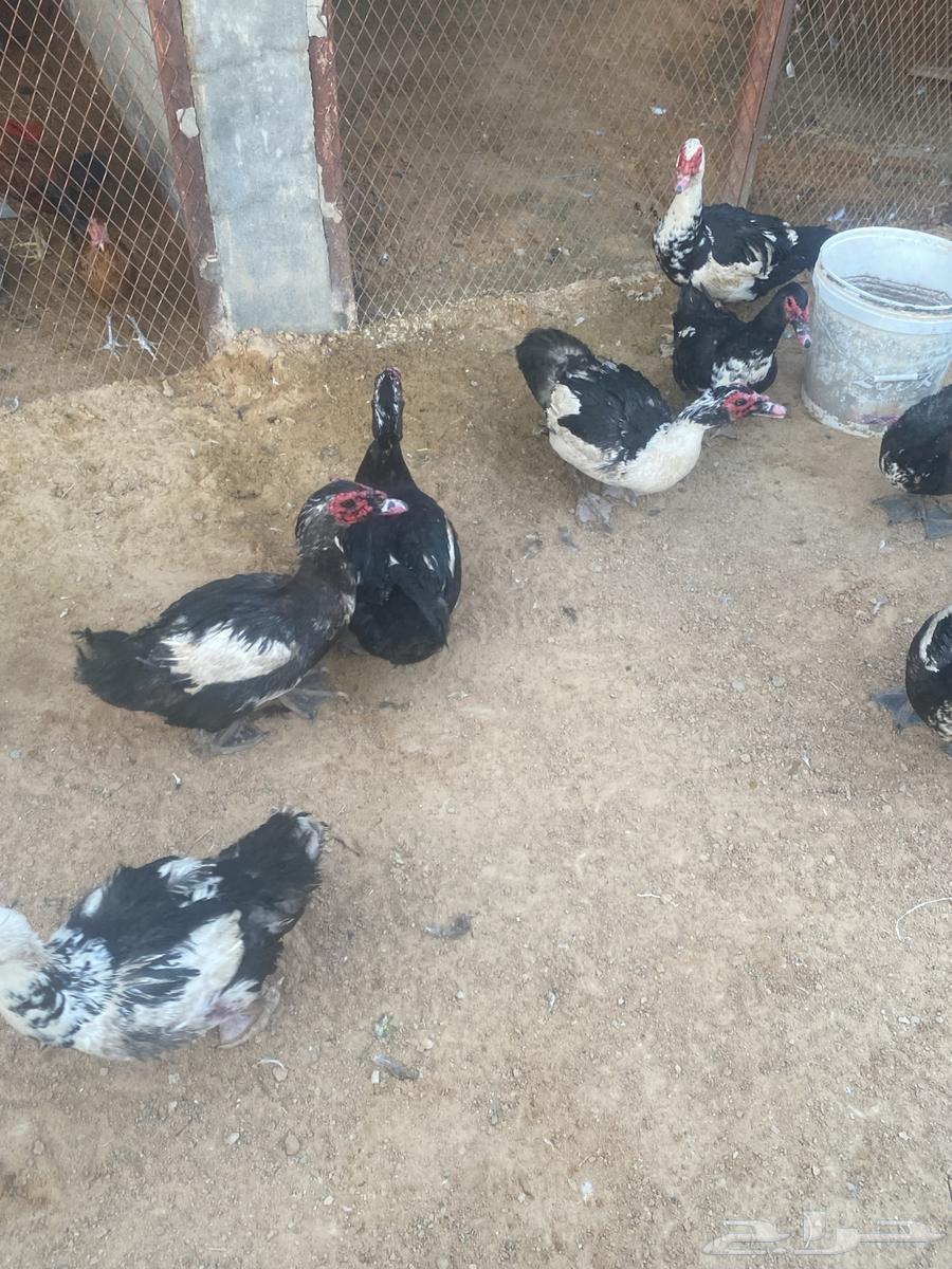 Duck and Roman condition white and product and health 10063067147466755111