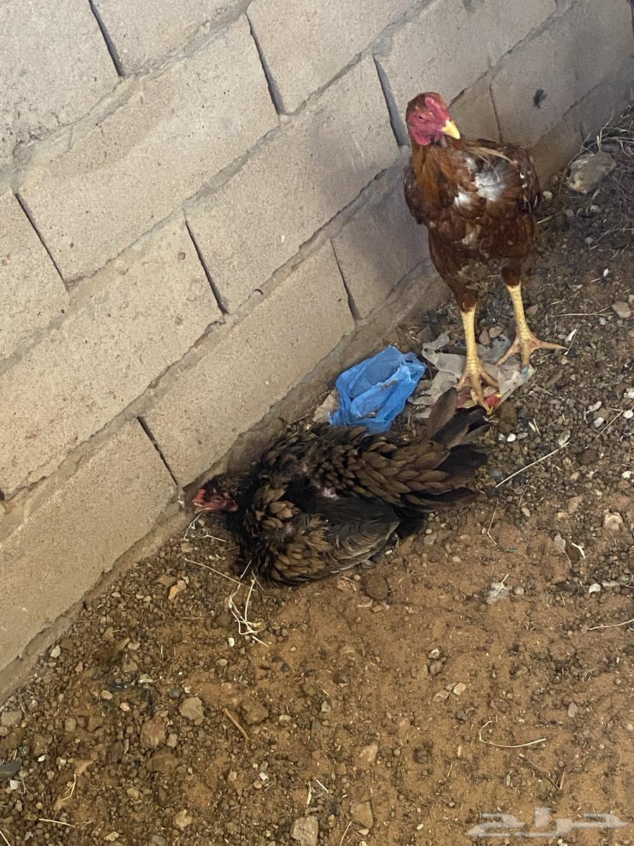 Pakistani chickens for sale. The comprehensive site has no delivery.63011760288513111