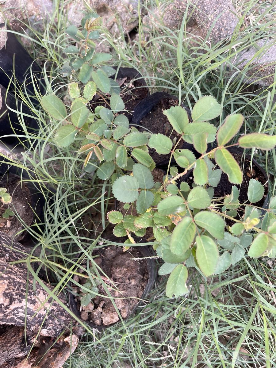 Plants for sale. Masha Allah, Baraka Allahu.63068812542083112