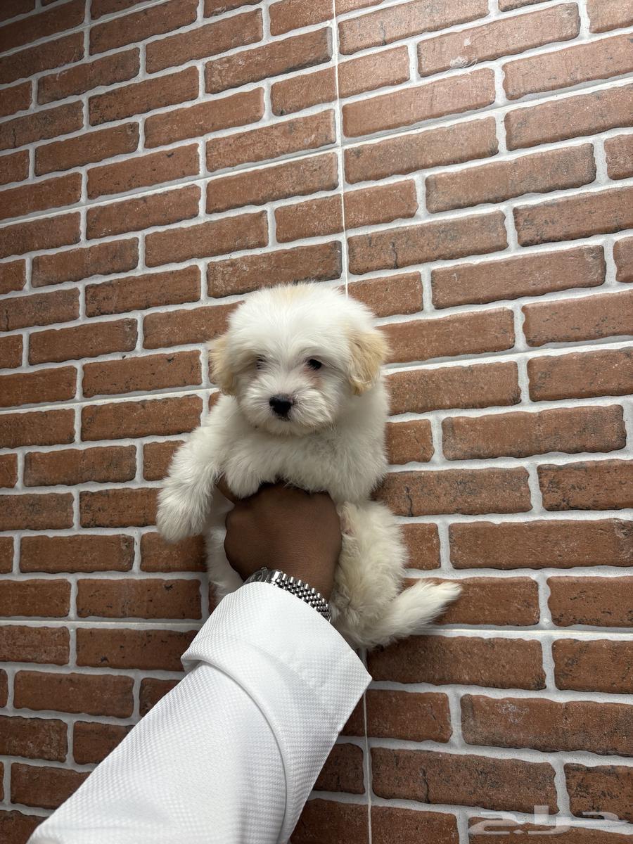 Two-month-old Maltese dogs, small size63068019334915112