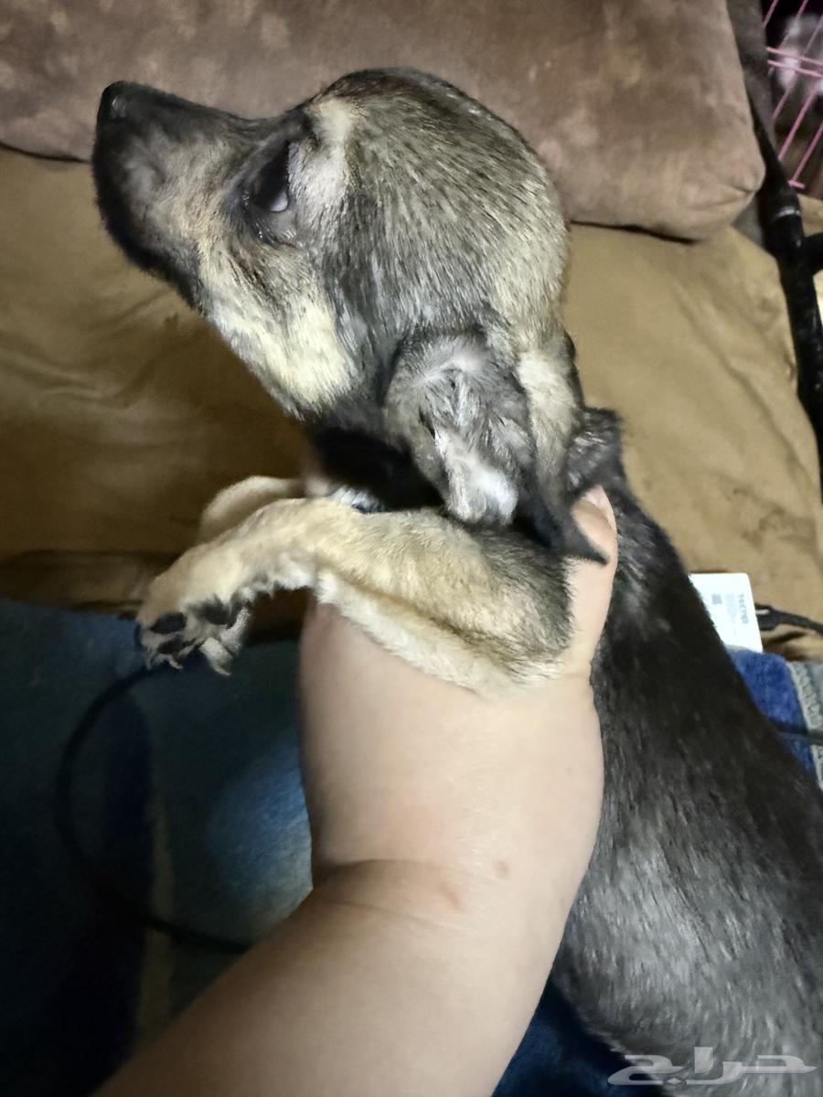 Chihuahua Puppies Small Size63068790185347112