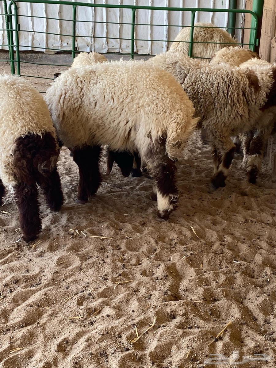 The tag for viewing and selling and buying livestock63070535176579112
