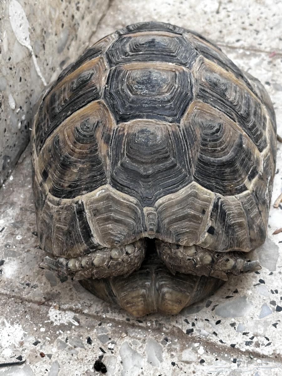 Turtle63068387342722112