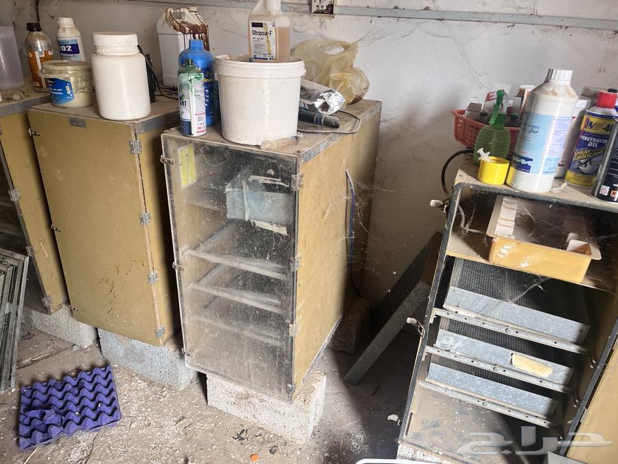 American incubators for sale63069221133570112