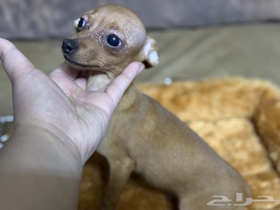 Chihuahua Puppies Small Size63068790185347114