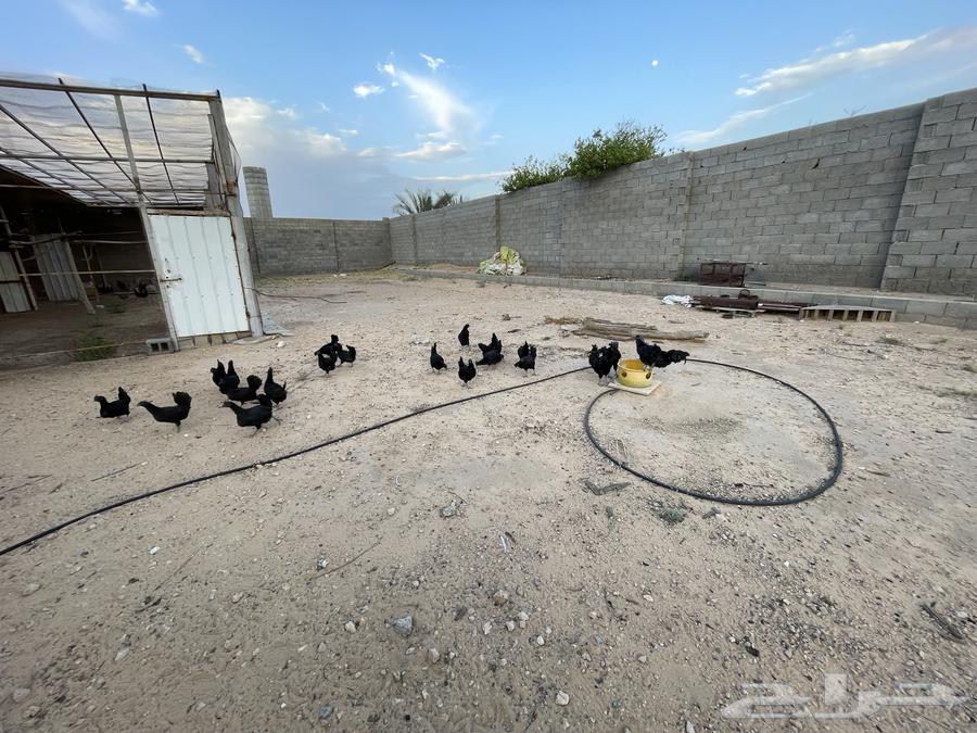 Indonesian chicken for sale and eggs63074171860995112