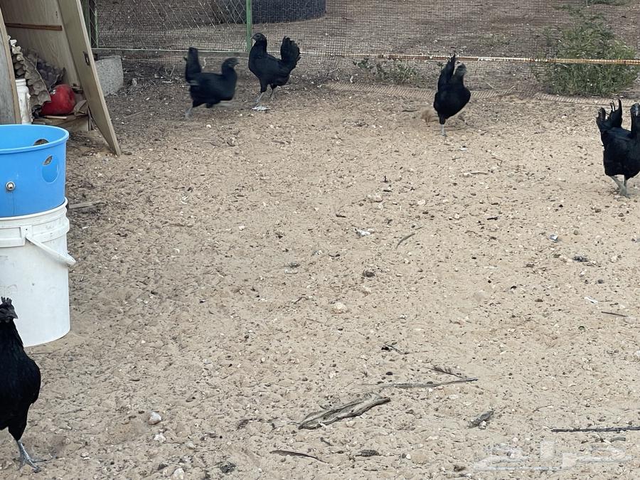 Indonesian chicken for sale and eggs63074171860995111