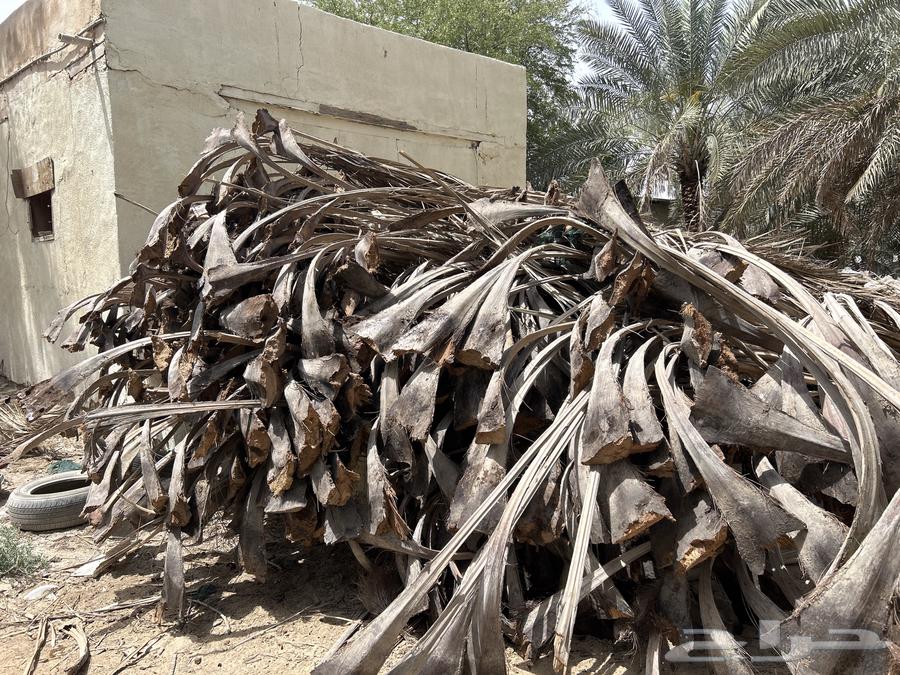 سعف نخل للبيع630696649233931116