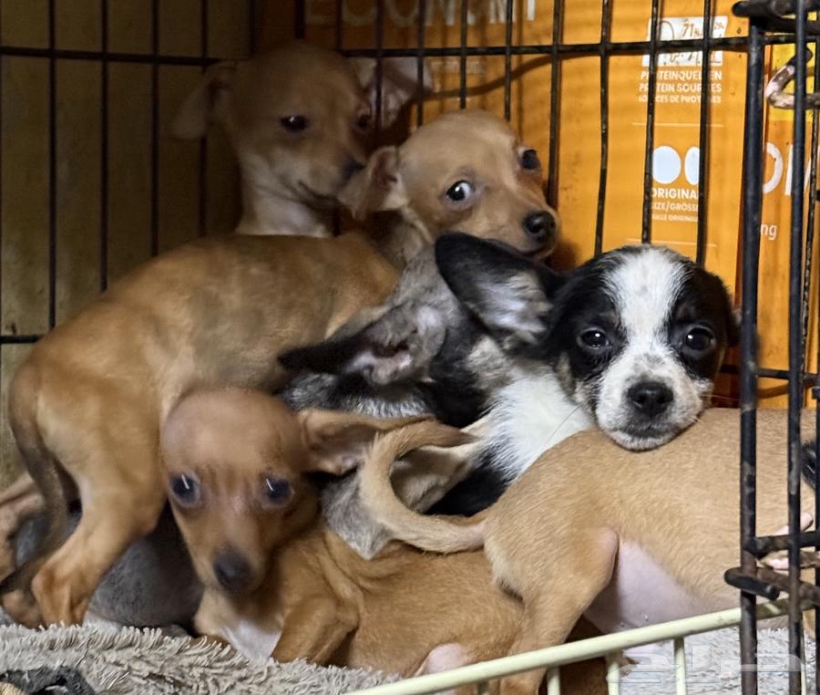 Chihuahua Puppies Small Size63068790185347111