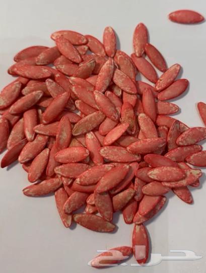 بذور خيار ( 40 بذره )63068398332673111