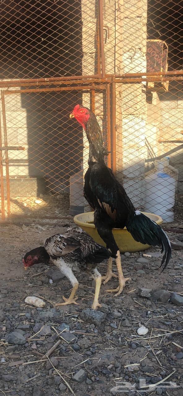 These shamo chickens are sold out63070076631169112