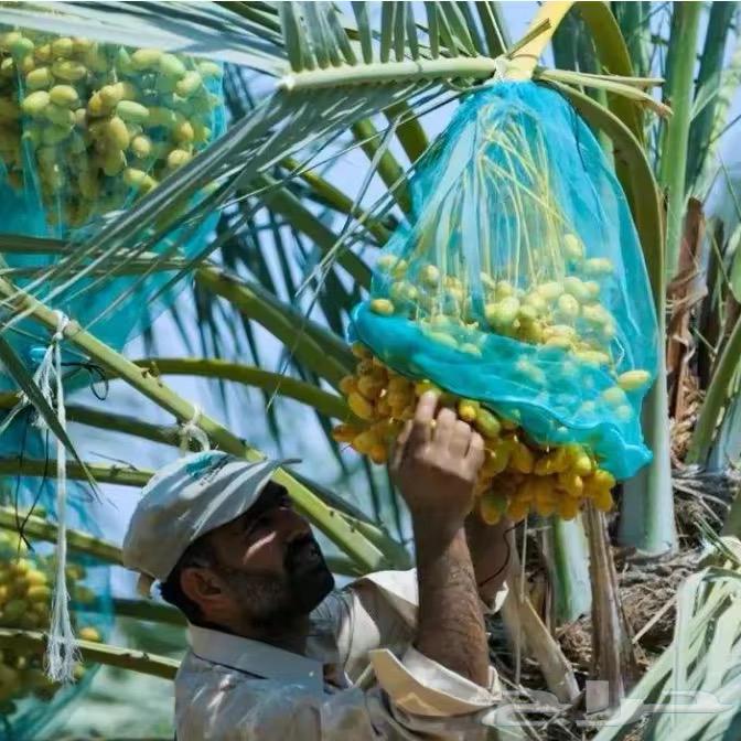 Palm fruit preservation bags, date palm bags63069659137666111