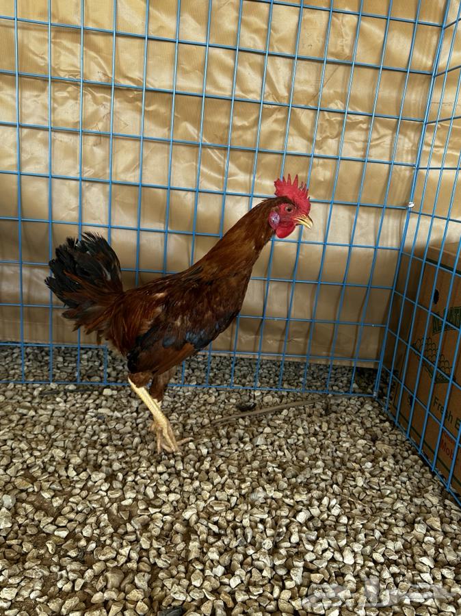 Ducks and chickens of the Macintosh63069664930306113