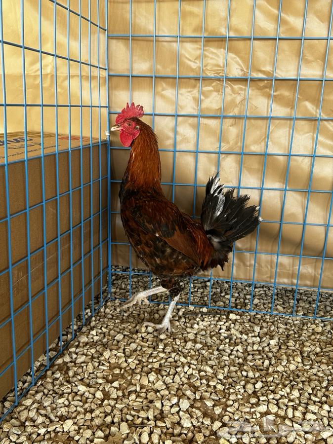 Ducks and chickens of the Macintosh63069664930306111