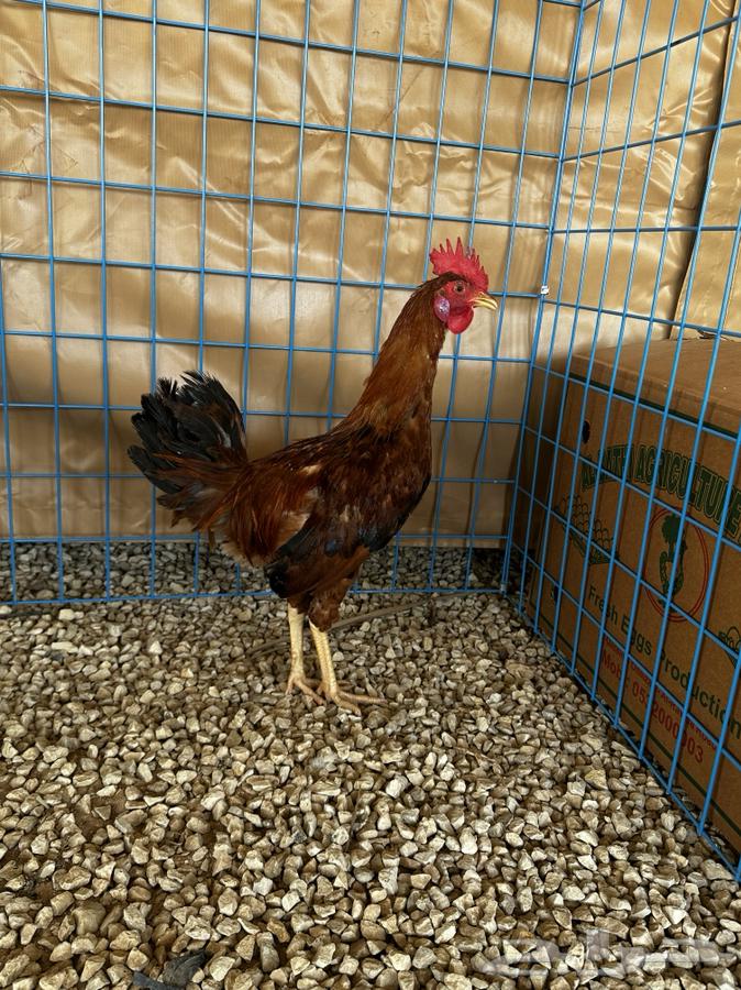 Ducks and chickens of the Macintosh63069664930306112