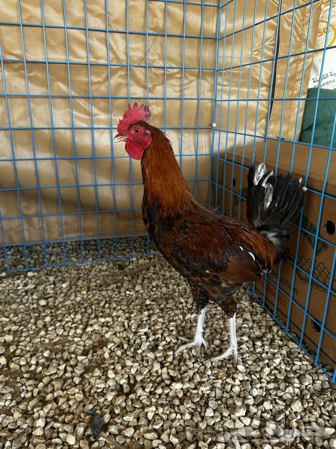 Ducks and chickens of the Macintosh630696649303061118