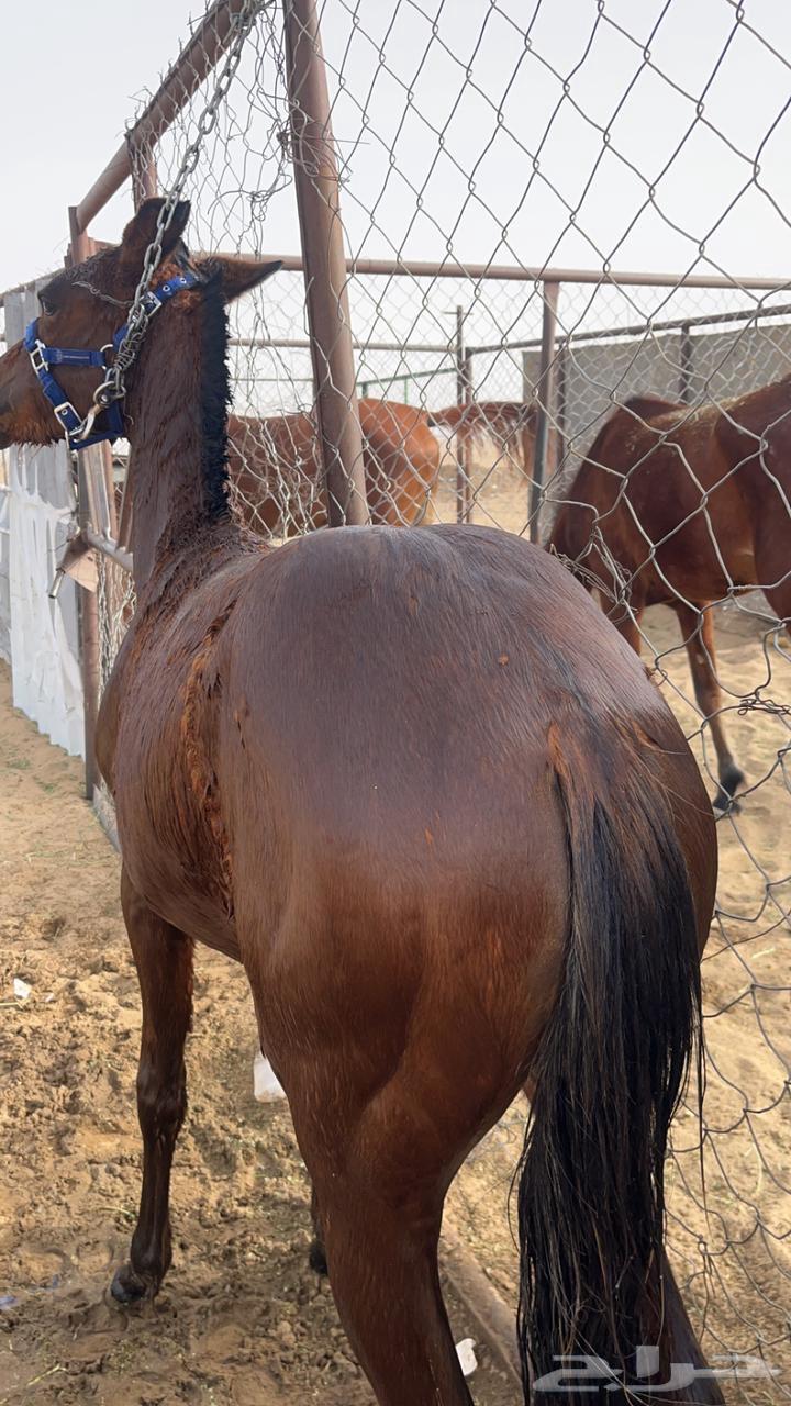 Horse63068008171139112