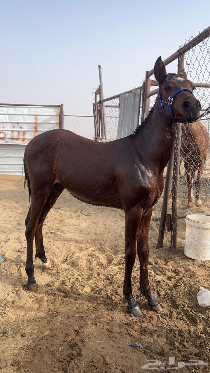 خيل63068008171139115