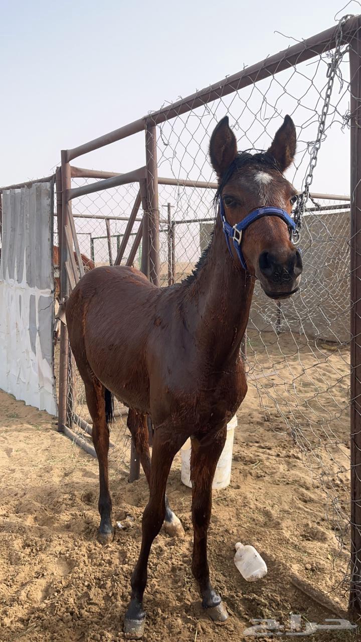 Horse63068008171139111