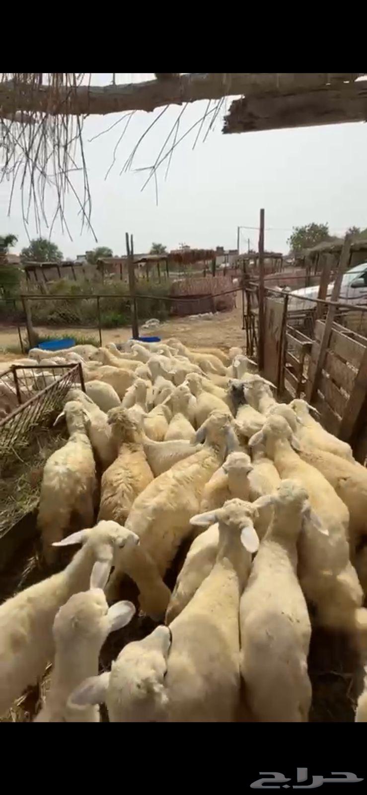 55 راس حري63070939790339114