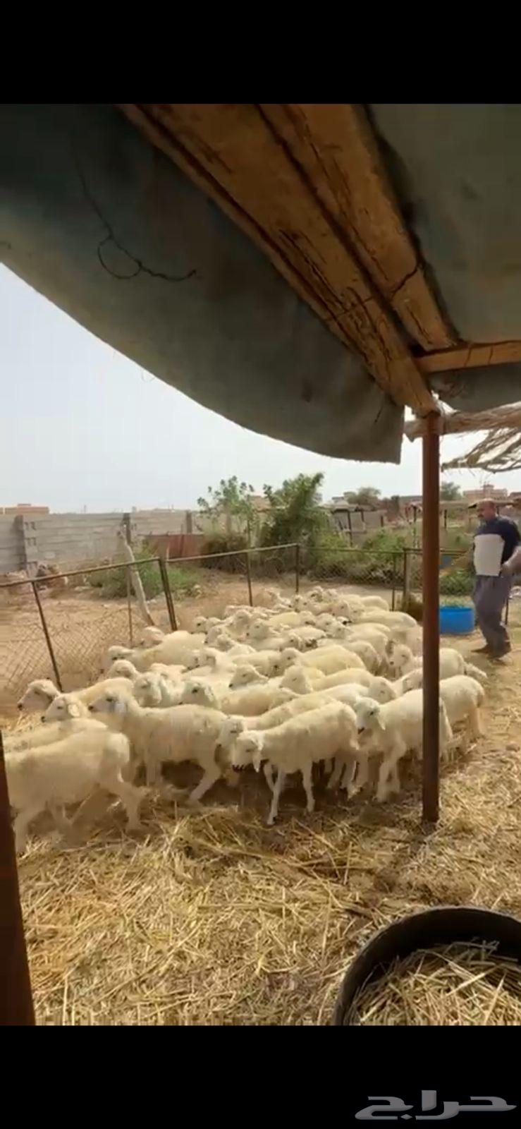 55 راس حري63070939790339111