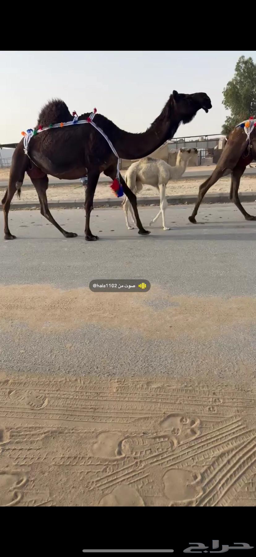 بكر خلفه كفو للبيع630680254062111126