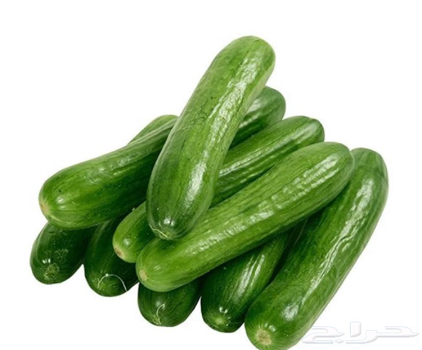 بذور خيار ( 40 بذره )63068398332673114