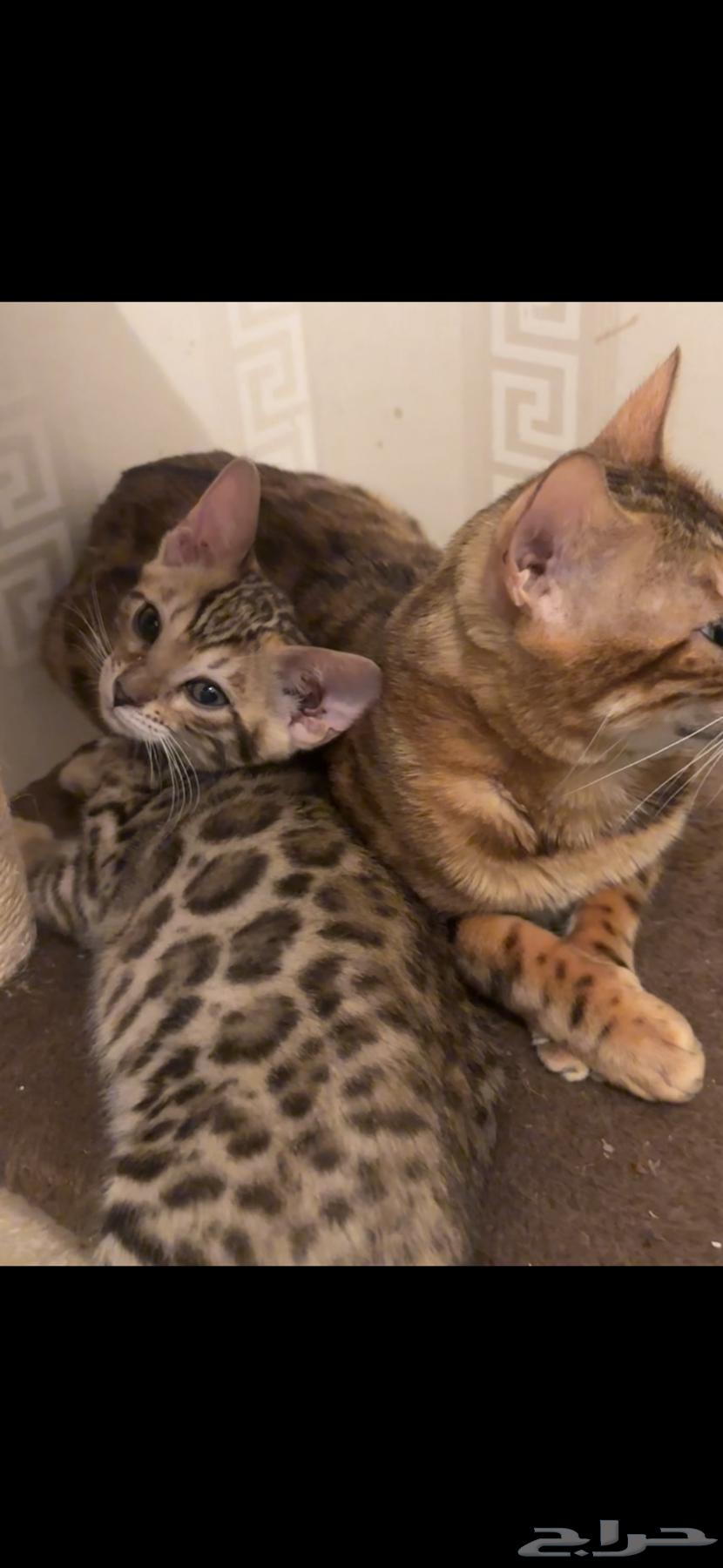 Bengal cats for sale63070945219715111