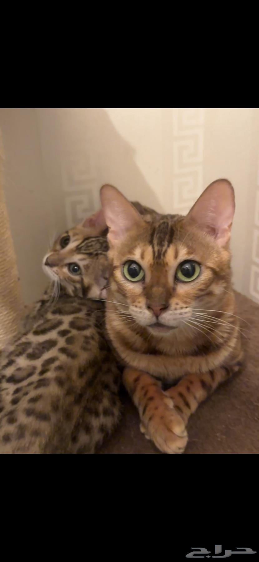 Bengal cats for sale63070945219715112