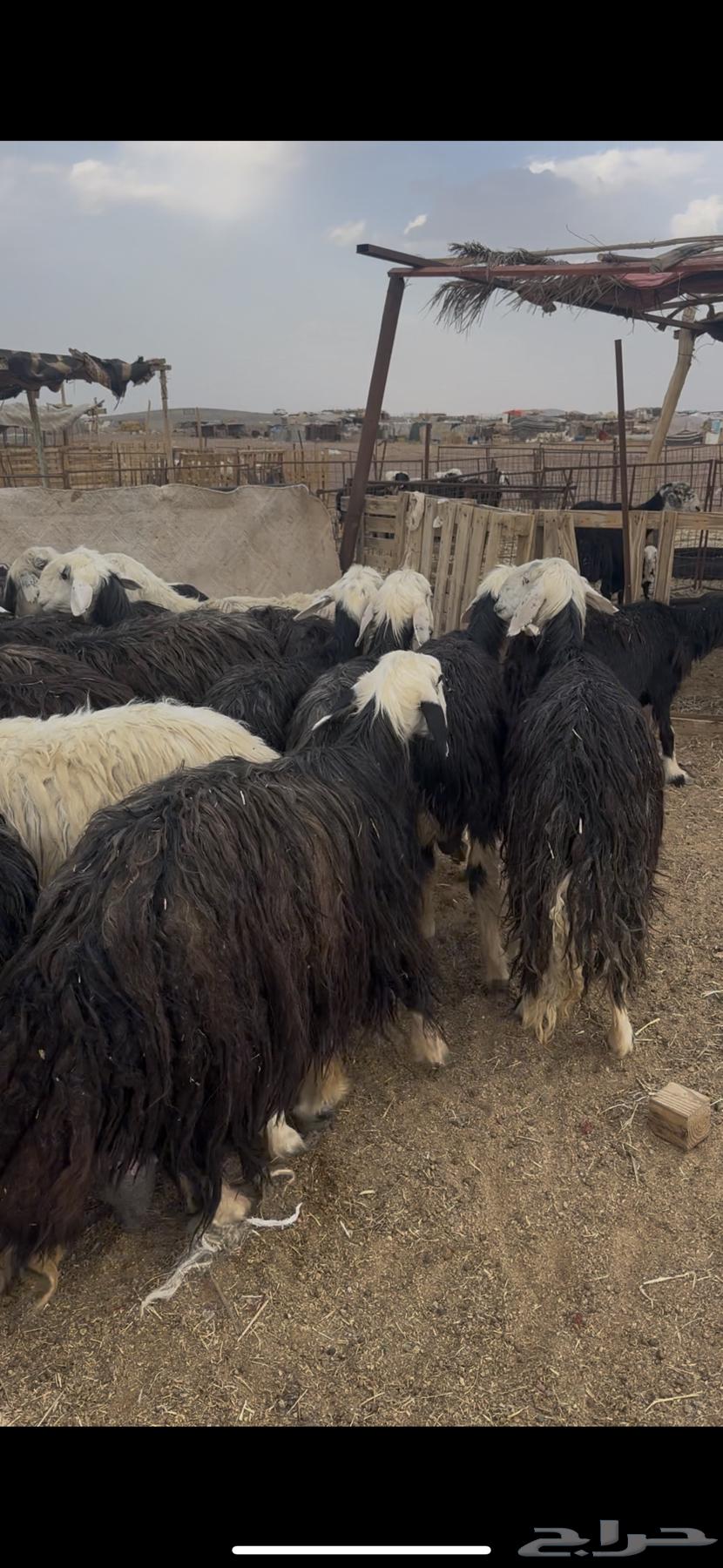 للبيع غنم مراح نجد63068812471938114