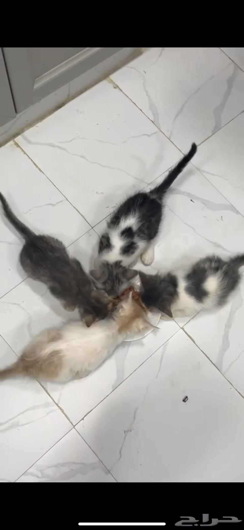 Four kittens from mother and father Shari, about 3 months old630679976405781128